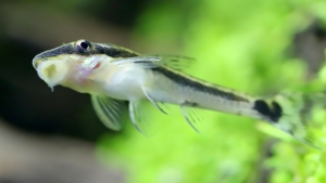 Otocinclus Catfish