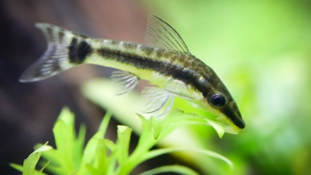 Otocinclus Tank Mates