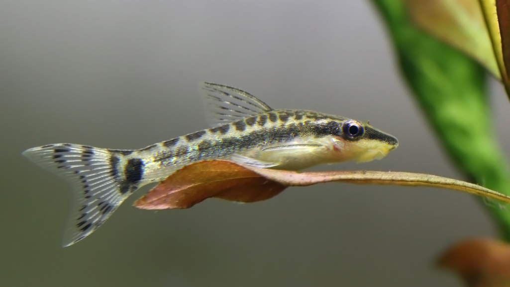 Otocinclus grazing on biofilm