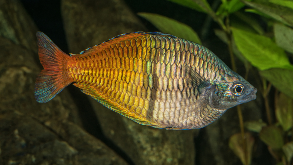 Paskai Rainbowfish Colors