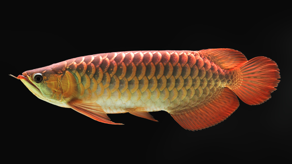 Payara Fish in Aquarium
