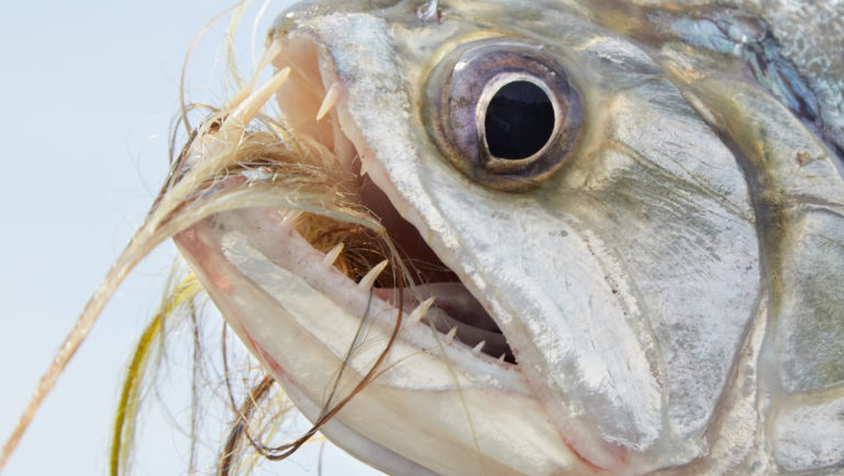 Payara Fish Facts: Habitat, Diet & Behavior Tanks 44 Payara fish