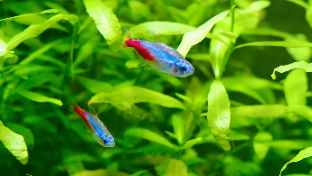 Penguin Tetra freshwater aquarium