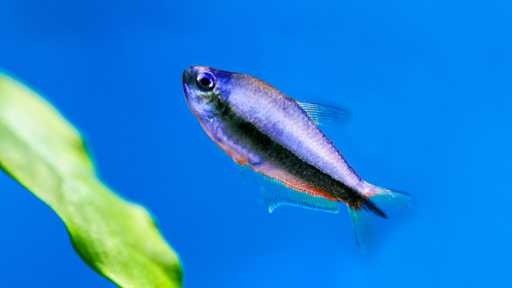 Penguin Tetra Care Guide: Tips & Tank Mates 1 Penguin Tetra