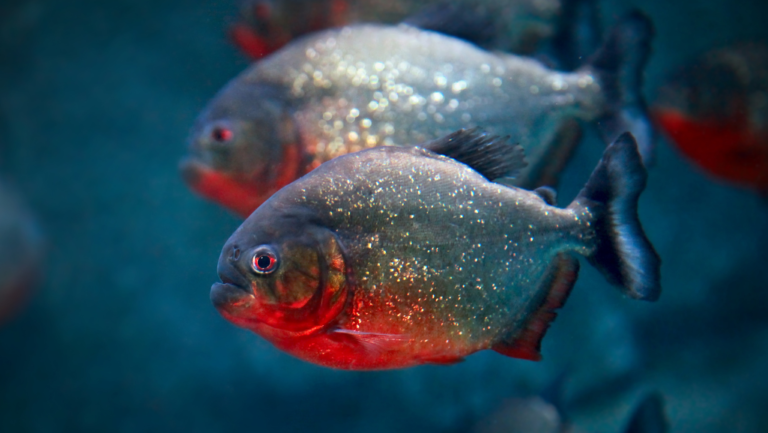 Understanding Piranha: Habitat and Behavior in Tanks 1 Piranha