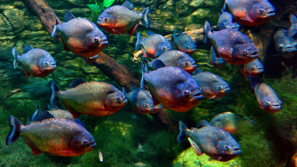 Piranha Feeding Habits
