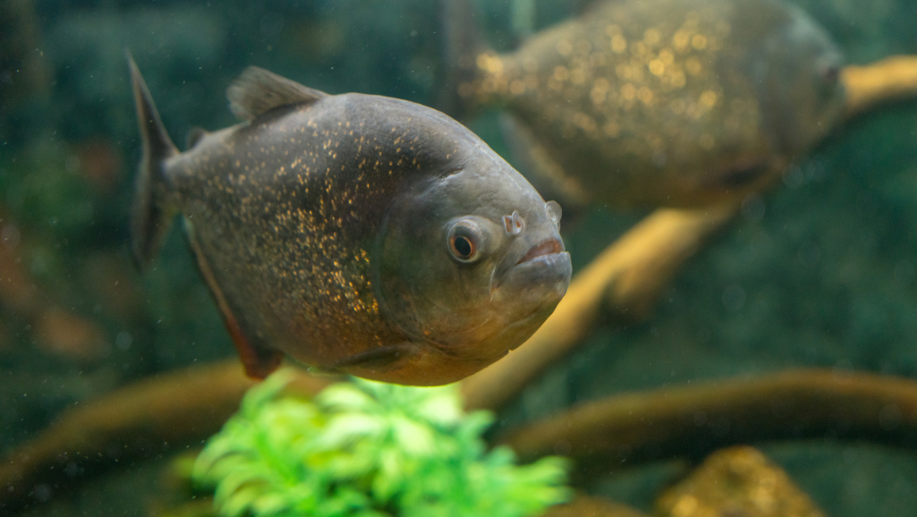 Piranhas in Nature and Aquariums