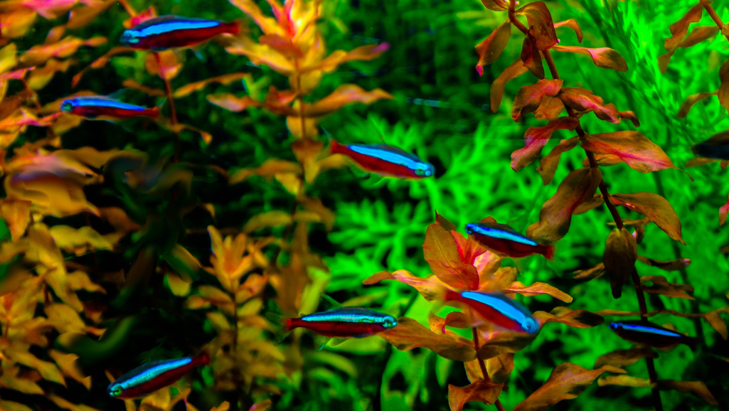 Planted Aquarium for Green Neon Tetra