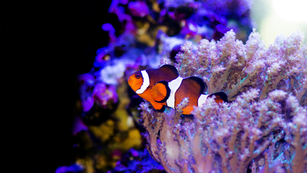 Popular Saltwater Fish for Beginners