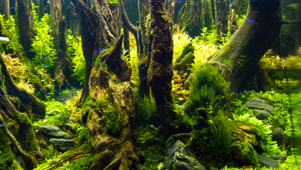 Fishless Cycle with Plants: A Step-by-Step Guide 4 Preparing for the Ammonia Fishless Tank Cycle