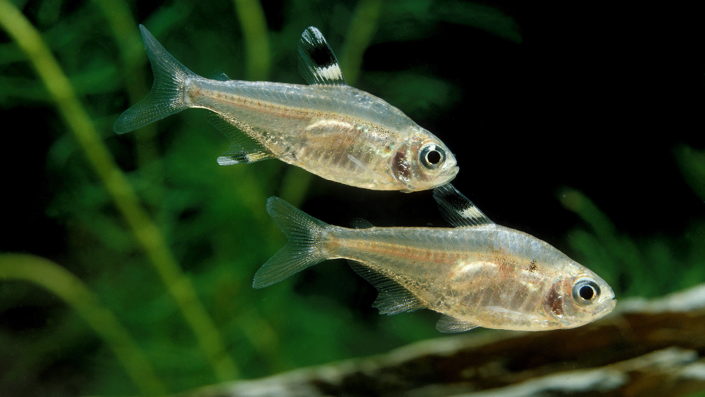Pristella Tetra Feeding Tips