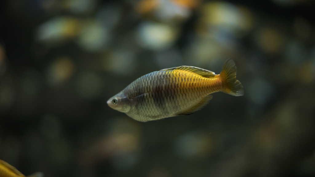 Rainbowfish breeding process