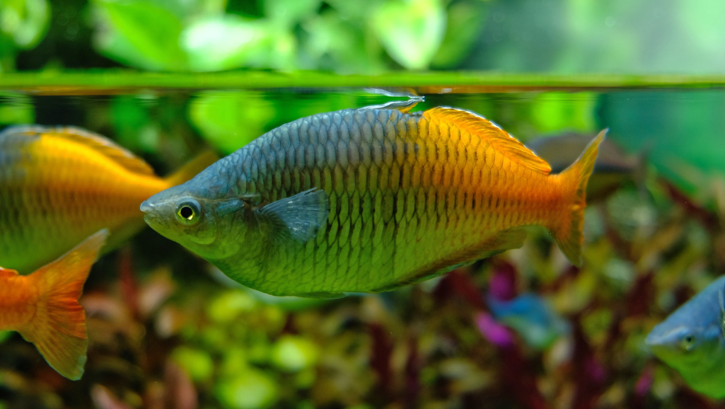 Rainbowfish in Community Tank