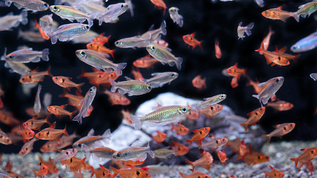 Red Phantom Tetra
