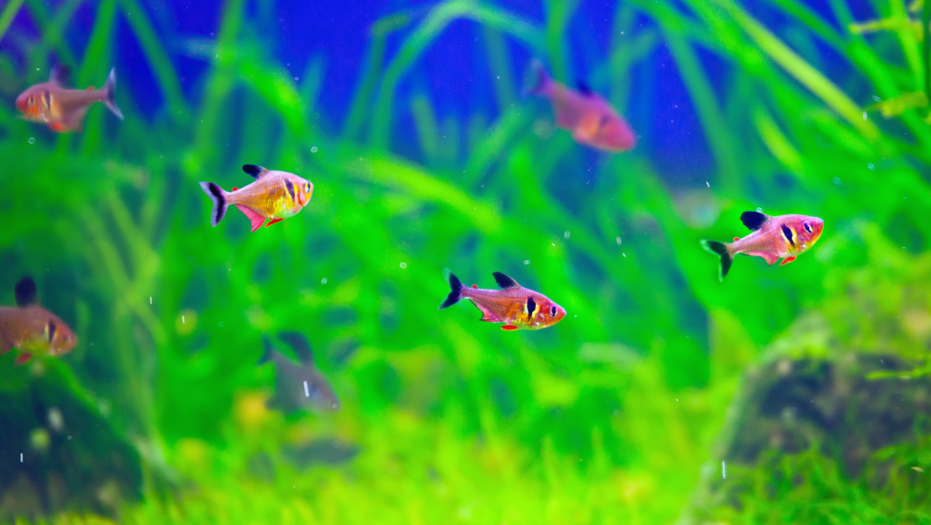 Red Phantom Tetra feeding habits