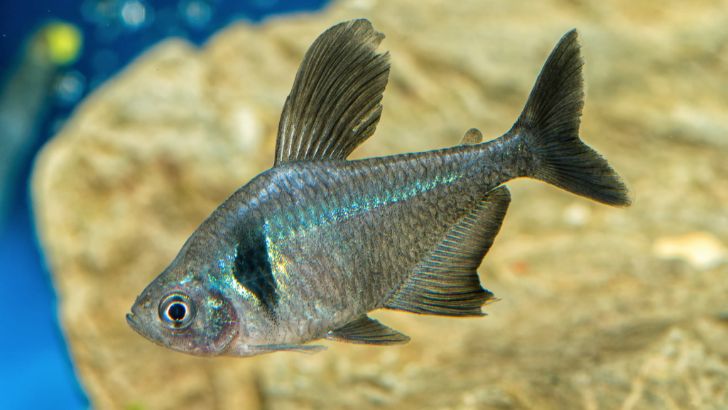 Red Phantom Tetra in aquarium
