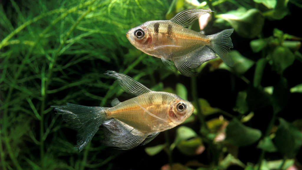 Red Phantom Tetra Care Guide & Species Profile 1 Red Phantom Tetra