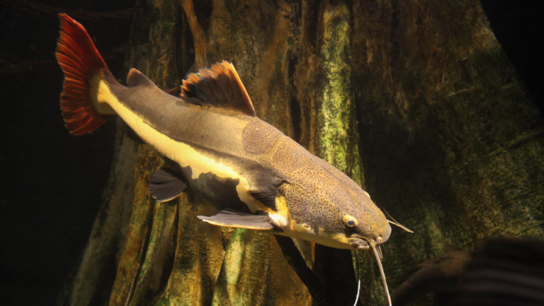 Red Tail Catfish Care Guide & Habitat Facts Tanks 1 Red Tail Catfish