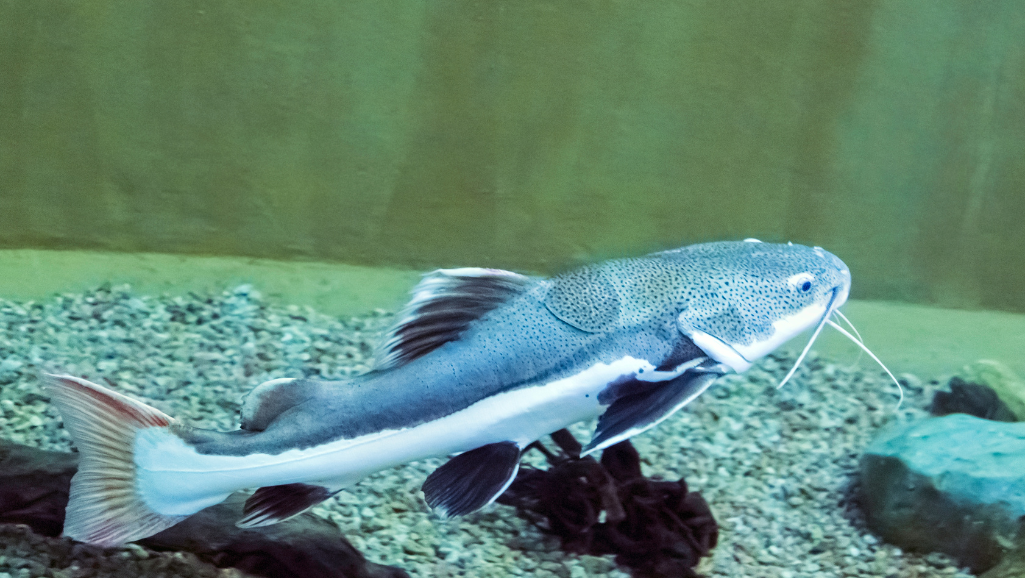 Red Tail Catfish Tank Setup