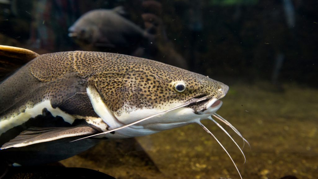 Red Tail Catfish feeding