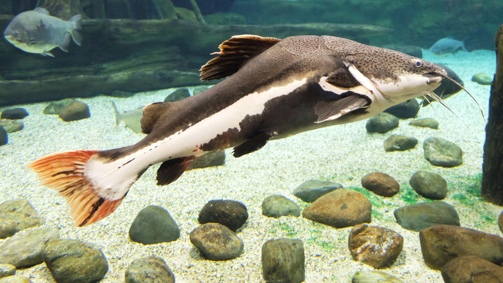 Red Tail Catfish in Natural Habitat