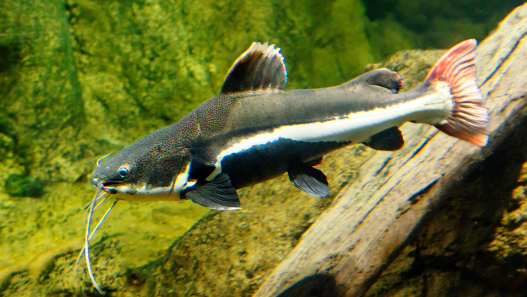 Red Tail Catfish tank setup