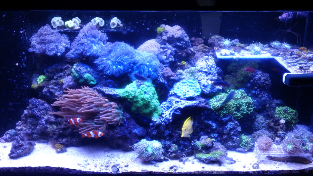 Reviewing Top Saltwater Aquarium Kits