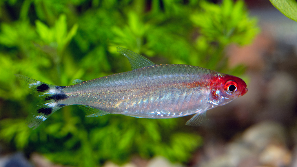 Rummy Nose Tetra Breeding
