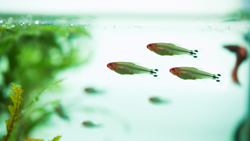 Rummy Nose Tetra Feeding