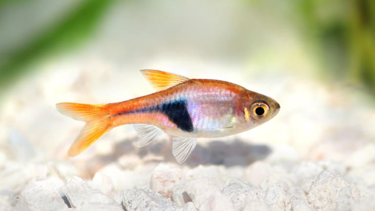Scissortail Rasbora