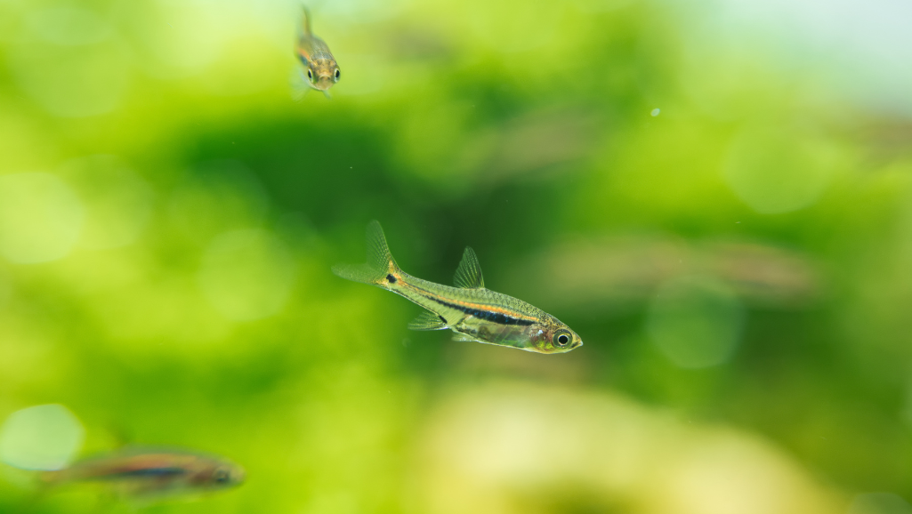 Scissortail Rasbora Tank Mates