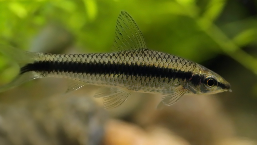 Siamese-Algae-Eater-Comparison
