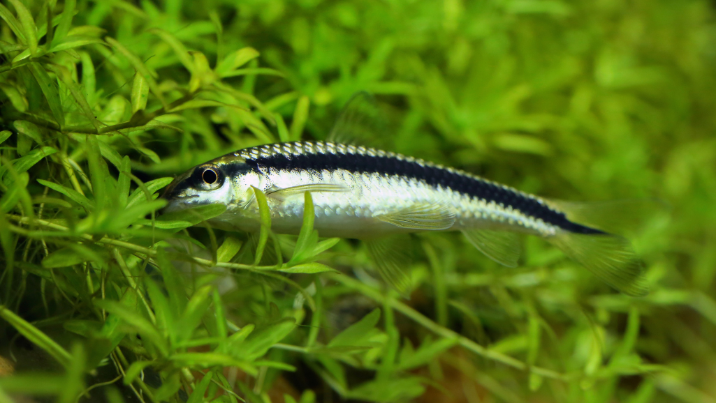 Siamese Algae Eater Health