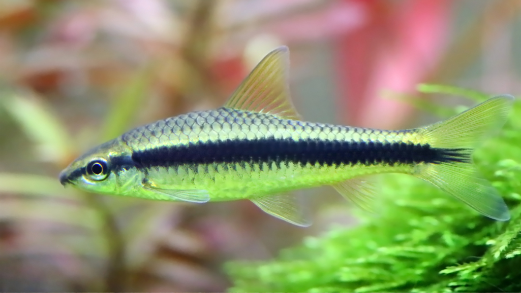 Siamese Algae Eater Fish: Nature's Glass Cleaner 1 Siamese Algae Eater