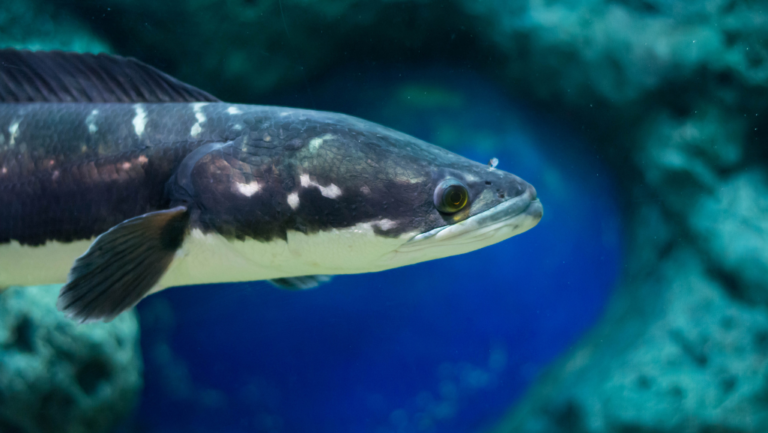 Understanding Snakehead Fish Varieties & Impact on Your Tanks 1 Snakehead