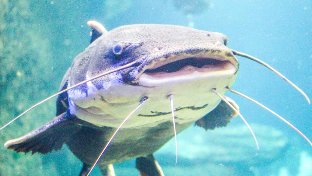 Stress Signs in Glass Catfish