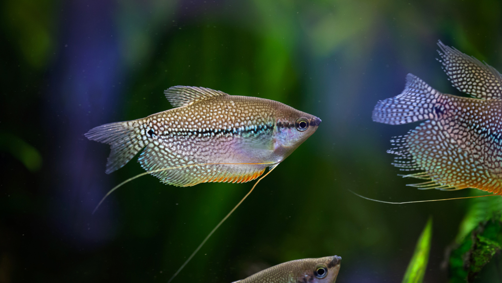 Wallago Leerii feeding habits