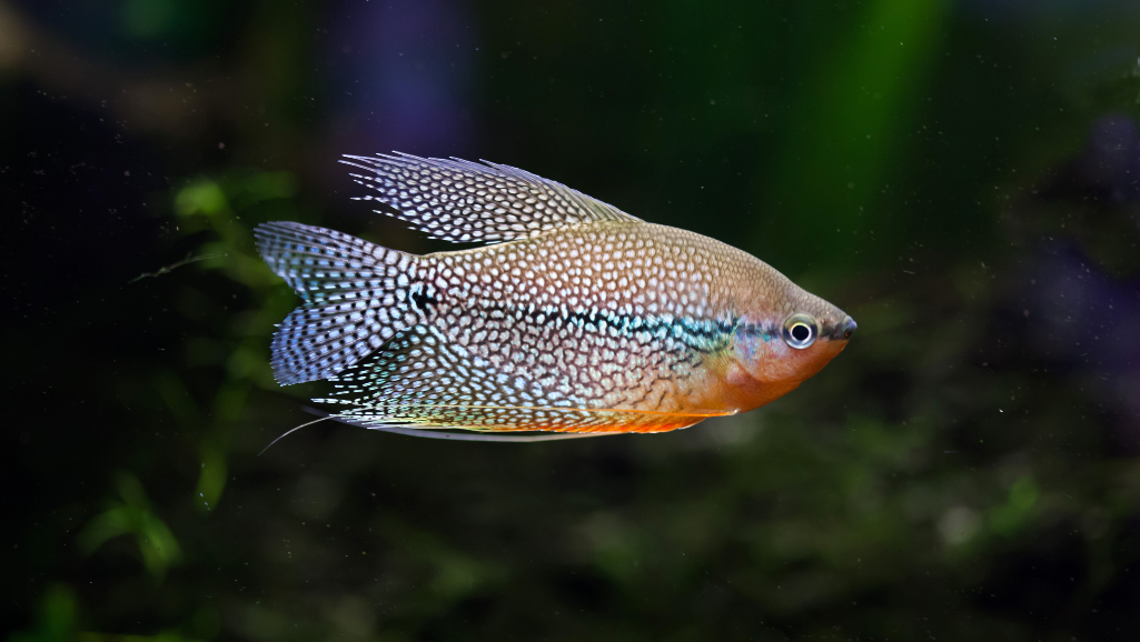 Wallago Leerii Guide: Habitat, Diet, and Care Tanks 1 Wallago Leerii