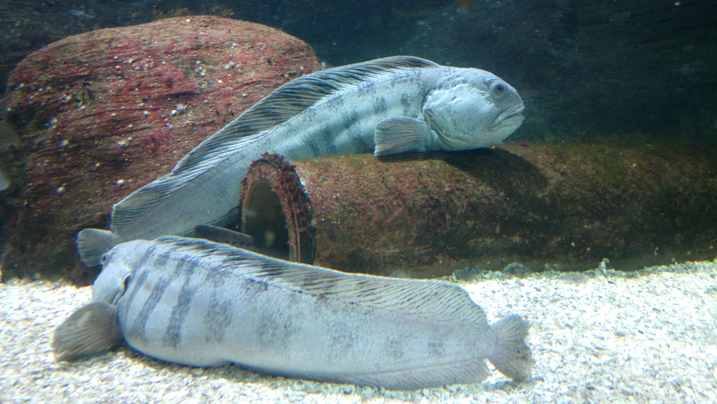 Wolf Fish Conservation Efforts