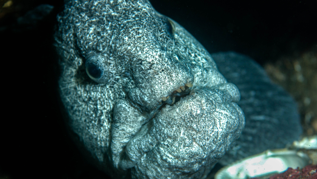 Wolf Fish in Natural Habitat