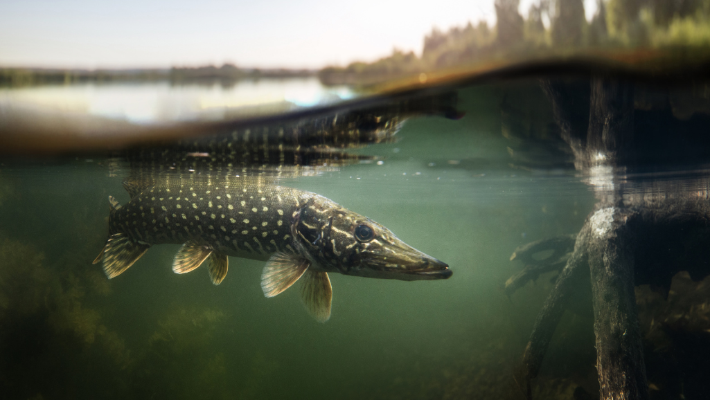 aggressive freshwater predators