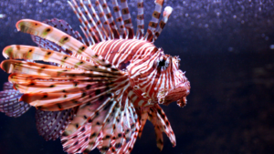 ammonia poisoning symptoms fish