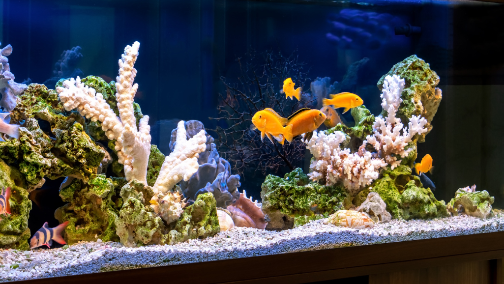 ammonia test kit aquarium