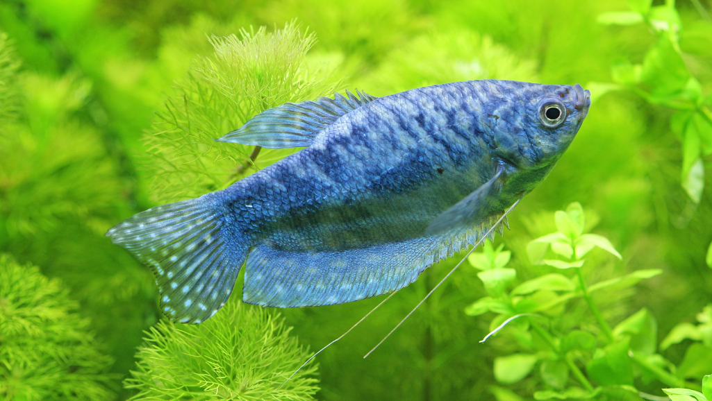 aquarium plants