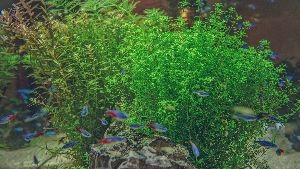 aquatic plant care