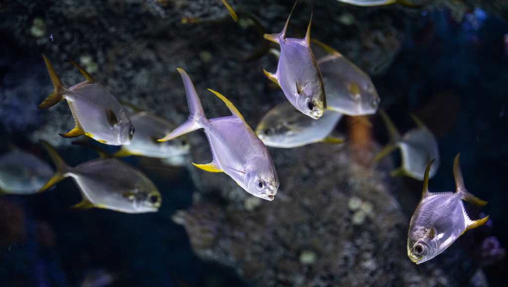 beginner saltwater aquarium fish