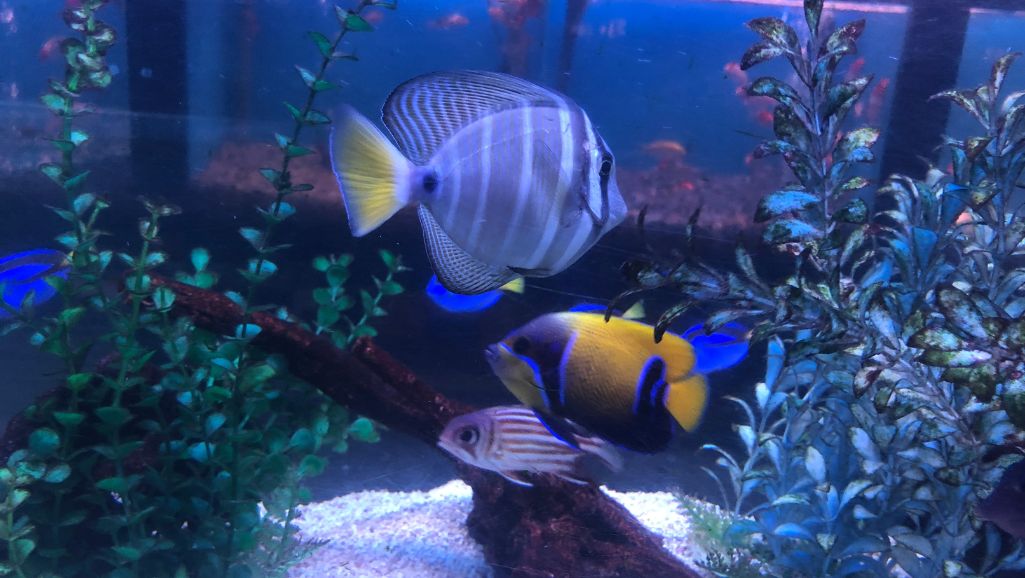 beginner saltwater aquarium kit
