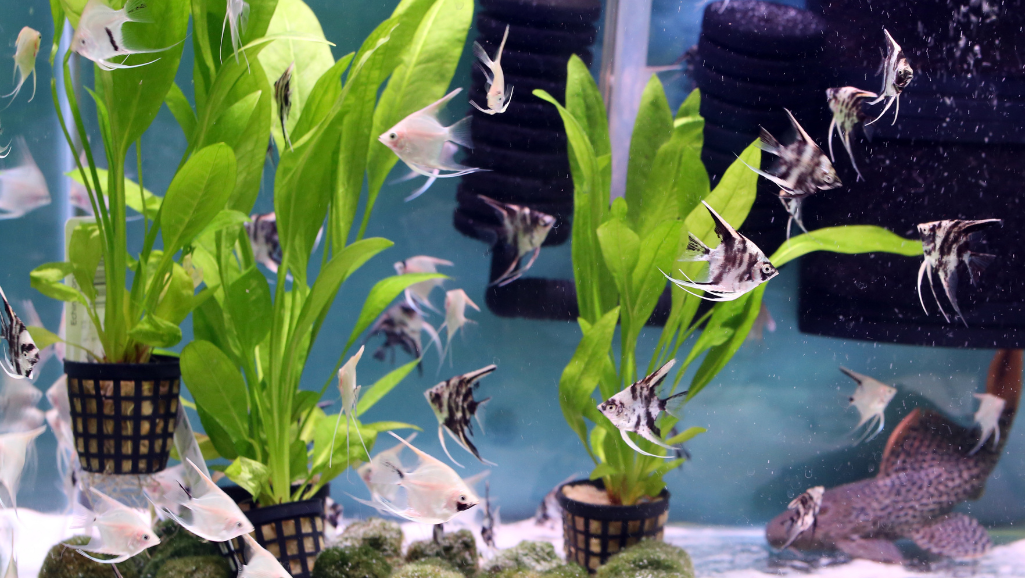 best freshwater aquarium plants