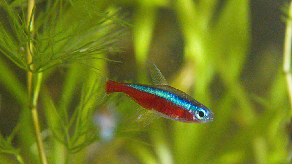 breeding Cardinal Tetras