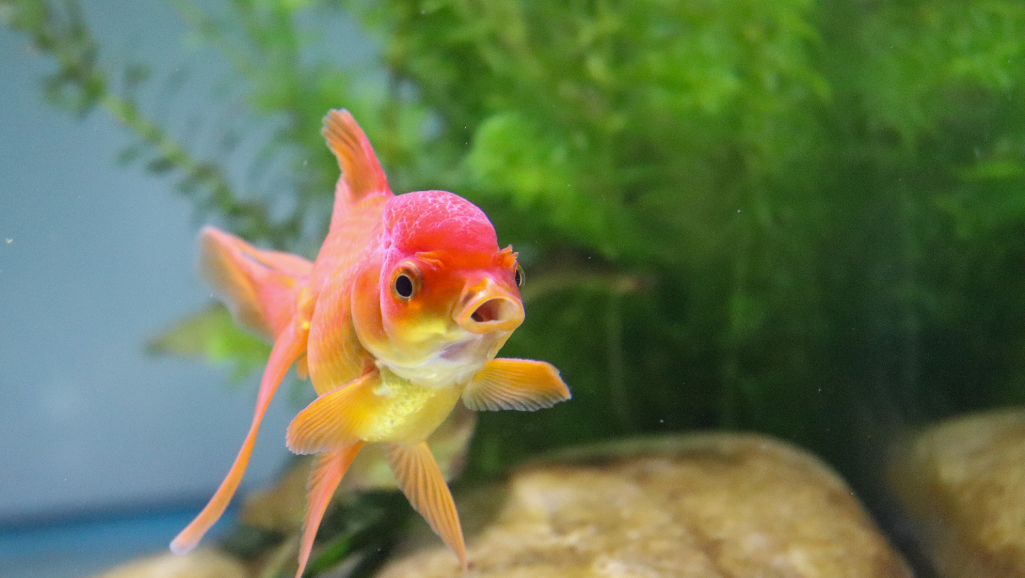 cycle fish tank ammonia
